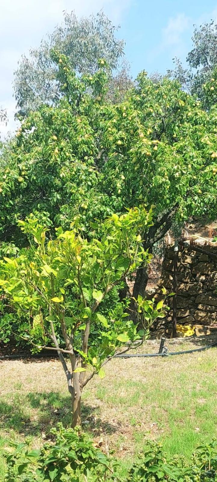 Antico Principato Di Seborga * Vallebona